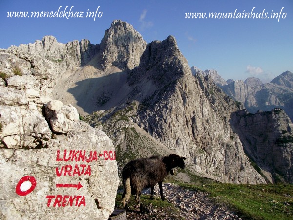 útjelzéses csendélet birkával útjelzéses csendélet birkával