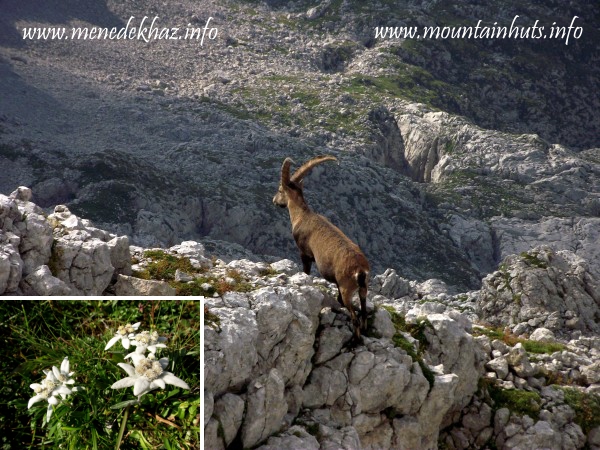 flóra és fauna flóra és fauna